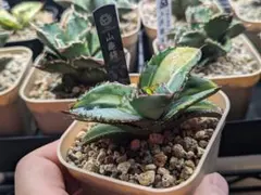 2025年最新】チタノタ斑入りの人気アイテム - メルカリ