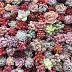 【35】多肉植物 ちびちびカット苗詰め合わせ ちま寄せセット