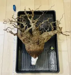 良形新鮮株！】【R8/8/28入荷分①】パキプス ※限定5株 - メルカリ