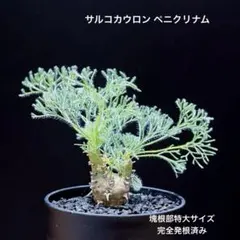サルコカウロン ペニクリナム モンソニア 塊根部特大サイズ A