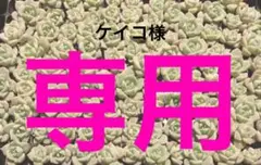 ケイコ様　追加分です_(..)_ 白牡丹　カット苗✖️9 プラスのサムネイル