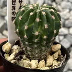 ①花サボテン（根あり）抜き苗発送☆第四種郵便 - メルカリ