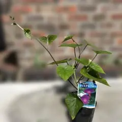 ❕様 リクエスト 3点 まとめ商品