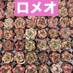 CT1258 ロメオ 50苗 多肉植物 土と根付き エケベリア 韓国苗 - メルカリ