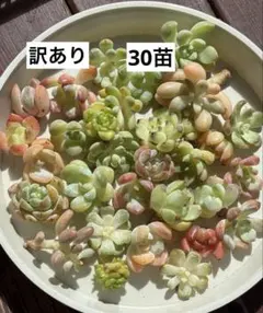 2025年最新】多肉植物エケベリアセットの人気アイテム - メルカリ
