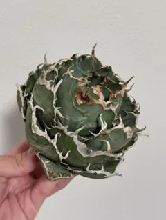 【極上選抜株】感謝祭！発根済み！小雨新白鯨！3株子株付き！大株！極上株！ 2025年最新】白鯨 子株の人気アイテム - メルカリ