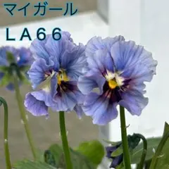 2025年最新】ビオラ マイガールの人気アイテム - メルカリ