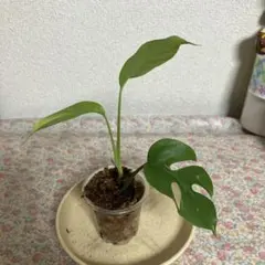 超希少❗️美斑❗️パラゴン　ヒメモンステラ　斑入り✨ 超希少❗️美斑❗️パラゴン ヒメモンステラ 斑入り✨