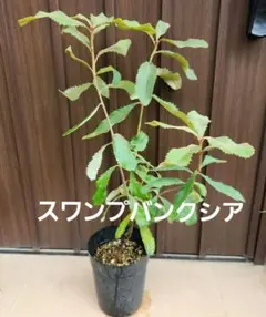 スワンプバンクシア　ロブル　鉢植え11　苗　オージープランツ　ドライガーデンのサムネイル