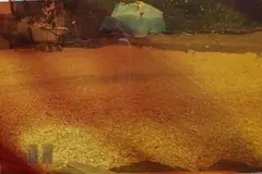 フレモントストリーキ101-5