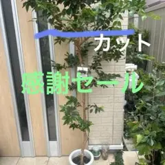 ☆ジャボチカバ☆7号鉢☆約200センチくらい☆四季なり系☆ - メルカリ