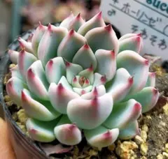 2026年最新】ホーリンゼ 多肉の人気アイテム - メルカリ