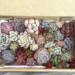 多肉植物　カット苗　寄せ植え　詰め合わせ　41