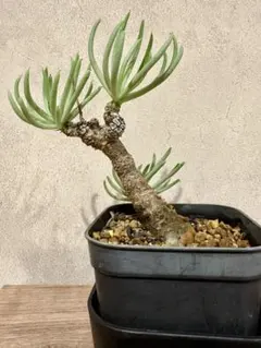 2025年最新】チレコドン ペアルソニーの人気アイテム - メルカリ