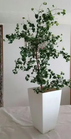 【直接引取限定】ベンジャミン・バロック 大株（高さ約2m・1本立ち） 2026年最新】ベンジャミンバロックの人気アイテム - メルカリ