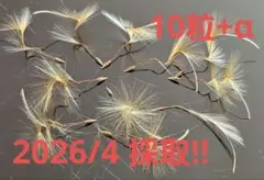 新鮮!! ペラルゴニウム アッペンディクラツム 種子のサムネイル