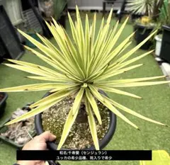 2025年最新】ソテツ 希少の人気アイテム - メルカリ