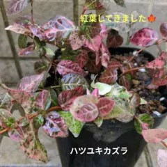 きぃ様 リクエスト 2点 まとめ商品