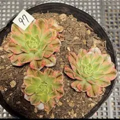 86#観葉植物アエオニウム❤️スタ—バースト錦❤️1大頭5小頭11cm 拔き