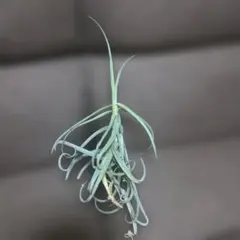 2026年最新】チランジア ドゥラティの人気アイテム - メルカリ