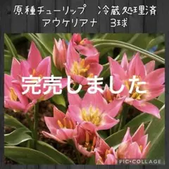 【球根】原種チューリップ　アウケリアナ　3球　ミニチューリップ 球根】原種チューリップ アウケリアナ 3球 ミニチューリップ - メルカリ