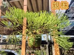 2025年最新】ridleyi pakarangの人気アイテム - メルカリ