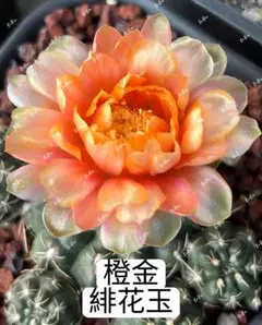 50-橙金緋花玉　入手困難　新品種　花サボテン　ギムノカリキウム属のサムネイル