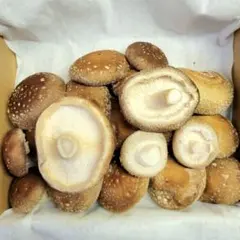 チチタケ 360g 信州産 ちちたけ - メルカリ