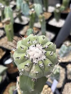短刺黒王丸　開花球のサムネイル