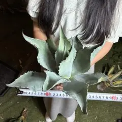 429 アガベ オバティフォリア 大株 ワイドリーフ 希少 特選株 - メルカリ