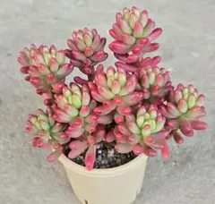 多肉植物 グリーンローズ・セダムカット苗セット② - メルカリ
