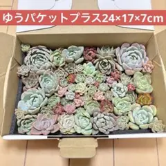 ①エケベリア ゆうパケットプラスにいっぱい 多肉植物つめあわせ カット苗
