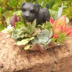 2026年最新】多肉 寄せ植えの人気アイテム - メルカリ
