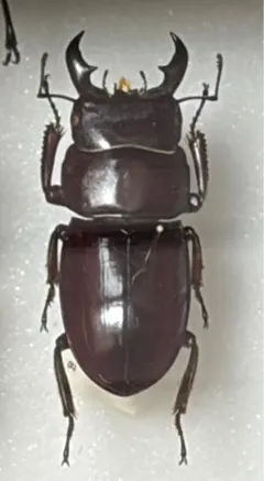 超貴重】新潟県佐渡島WDオオクワガタ♀ - メルカリ