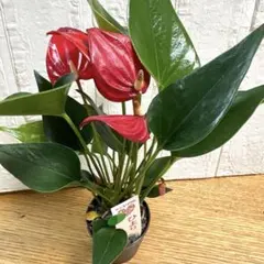 2026年最新】レアアンスリウムの人気アイテム - メルカリ