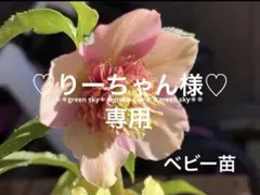 2026年最新】加藤農園さん苗の人気アイテム - メルカリ