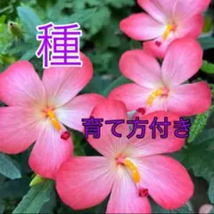 ㍿☻ねこ。様 リクエスト 2点 まとめ商品