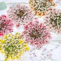 押し花素材＊レースフラワー　中サイズ42