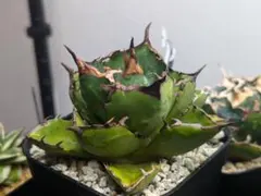 2025年最新】アガベイラン株の人気アイテム - メルカリ