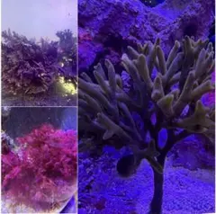 匿名配送】 置くだけ海藻セット 5個分 緑藻付き - メルカリ