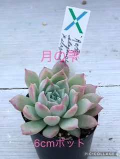 2025年最新】サボテン相談室の人気アイテム - メルカリ