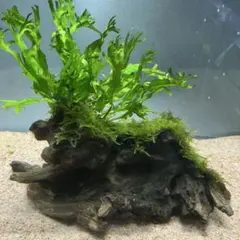 MM様 リクエスト 2点 まとめ商品