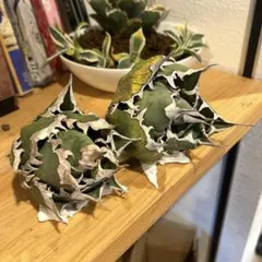 【極上品】 アガベ 金鯨 チタノタ　大株 アガベ チタノタ 金鯨 | GREEN LUCK