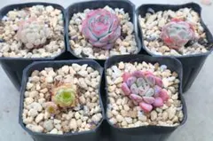 エケベリア5品種セット「ラノリンボール&シルエット&クリームベリー&ピンクジェニ