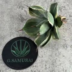 2025年最新】パリートランカータの人気アイテム - メルカリ