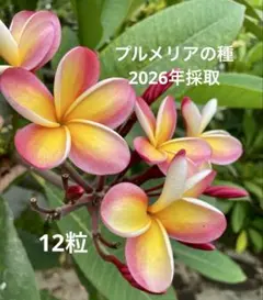 2026年最新】プルメリア 種の人気アイテム - メルカリ