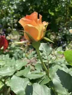 マルコ様専用ページ