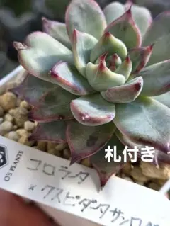 ルシ (即購入NG)様 リクエスト 2点 まとめ商品