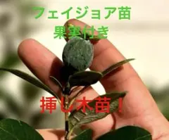 フェイジョア苗 ニキタ 果実付き - メルカリ