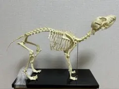 2026年最新】犬 解剖 模型の人気アイテム - メルカリ